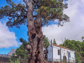 la Pina, the oldest tree, a Canarian pine, on La Palma (Canary Island). A huge tree juts into the...