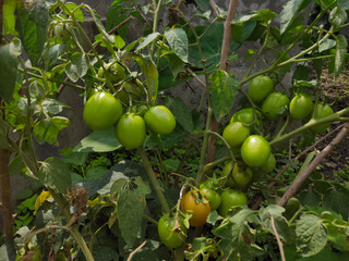 green tomato plant image