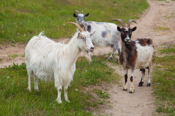Naklejka na ściany i meble Goats graze in the meadow. Small livestock in the village.