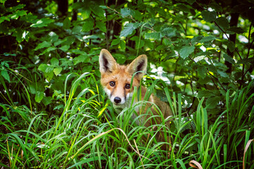 Red fox (Vulpes vulpes), Muran plain, Slovakia, animal scene