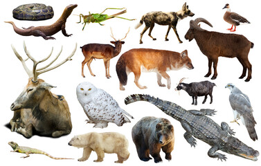 asia animals isolated