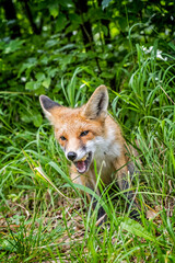 Red fox (Vulpes vulpes), Muran plain, Slovakia, animal scene