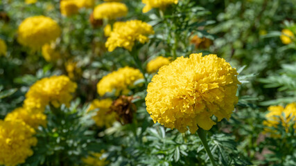 Marigold flower (Tagetes erecta, Mexican, Aztec or African marigold) in the garden.