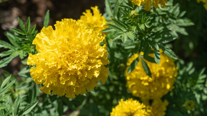 Marigold flower (Tagetes erecta, Mexican, Aztec or African marigold) in the garden.
