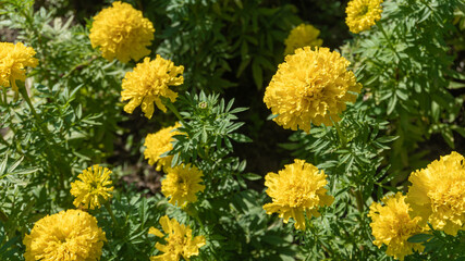 Marigold flower (Tagetes erecta, Mexican, Aztec or African marigold) in the garden.