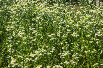 Nature in summer, wild flowers in meadow. Matricaria chamomilla or Italian,German,Hungarian chamomile. Field of chamomile flowers . background with medicinal chamomile.