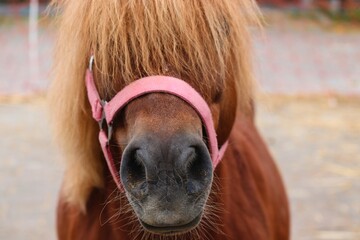 braunes Pony mit Pony und Mähne