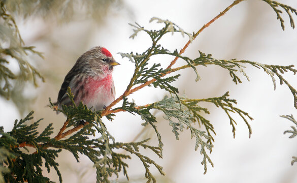 Male common redpoll perched in winter.