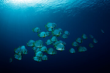 Fototapeta na wymiar School of Batfish in the Blue, against Surface. Pulau Koon, Banda Islands, Indonesia