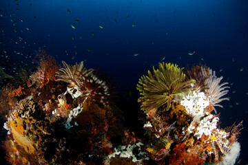Feather Stars on Coral Reef in Raja Ampat. West Papua, Indonesia