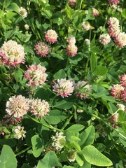 red and white flowers