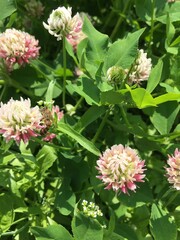 pink and white flowers