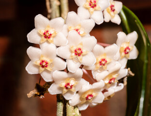 Fototapeta na wymiar Close-up detail of a flowery wax plant or Hoya Carnosa
