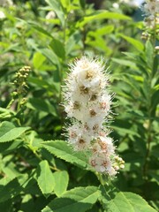 caterpillar on a branch