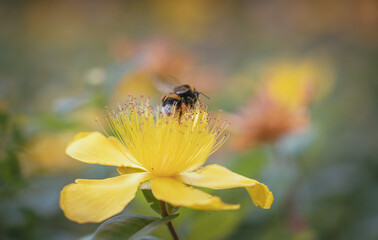 Bee on yellow st. john's wort flower (hypericum calycinum)