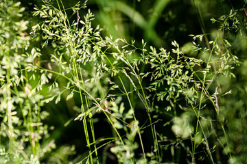 Deschampsia cespitosa, tufted hairgrass or tussock field wild grass movement under the wind in...