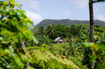 Hidden hut lonely in middle of tropical rainforest with palm trees in Parque Nacional Alejandro de Humboldt jugnle