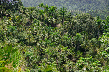 tropical Rainforest with palm trees in Parque Nacional Alejandro de Humboldt jugnle Baracoa, Cuba