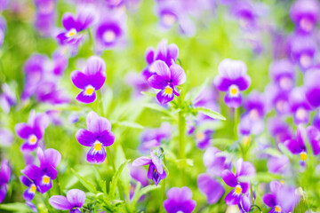 lots of purple flowers close-up, summer nature background