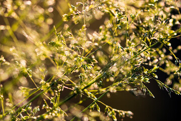 Deschampsia cespitosa, tufted hairgrass or tussock field wild grass movement under the wind in sunlight countryside meadow.