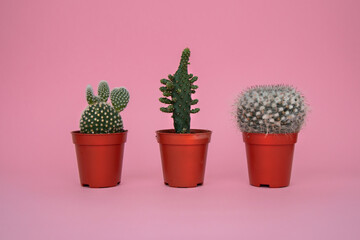 Cacti on a pink background