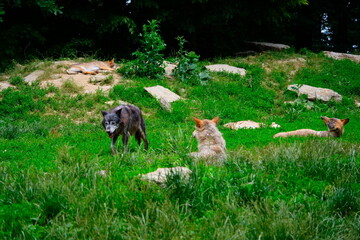 Wolf pack in the wild