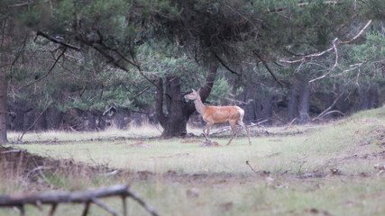 A deer is walking very relaxed through the woods