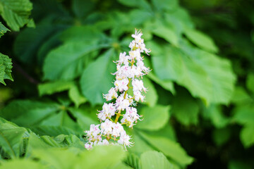 Leaves and chestnut flowers close-up, beautiful natural background, summer