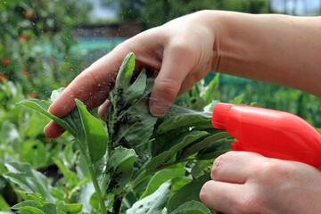 A gardener using a sprayer to treat blackfly on a broad bean plant.