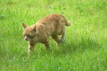 Wild red cat, Russia (6)
