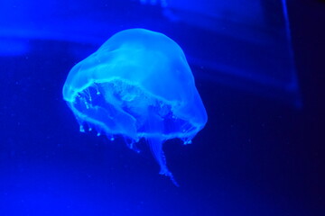 jellyfish in blue water, blue deep sea, beautiful creature, blue animal