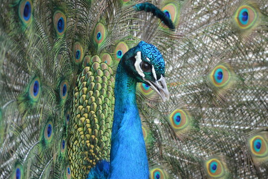 peacock feather close up, elegant peacock, beautiful colors, colorful bird picture, detail nature