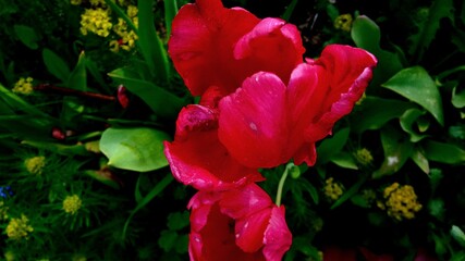 red and yellow tulips