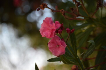 Obraz premium pink flower, pink.rose, flower with green leaves, beautiful plant in spring, love nature, close up picture