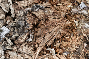 wood texture bored insecticide