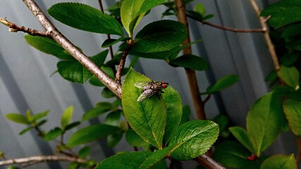 beetle on a leaf