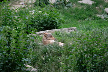 Wolf pack in the wild