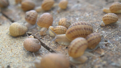 Helix Aspersa Muller, Maxima Snail, Organic Farming, Snail Farming, Edible snails on wooden snails boards. Production of Snails. Snail Farm. Mollusk snails