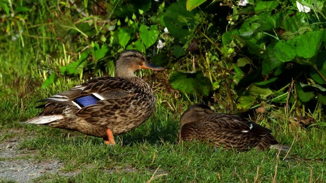 Movie of Mallard Duck on a grass. Her Latin name is Anas platyrhynchos.