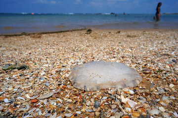 White dead jellyfish on the sand on the beach or seaside. Dead jellyfish by the sea.