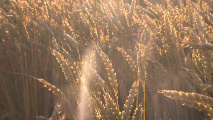 Wheat closeup. Wheat field. Background of ripening ears of wheat. Harvest and food