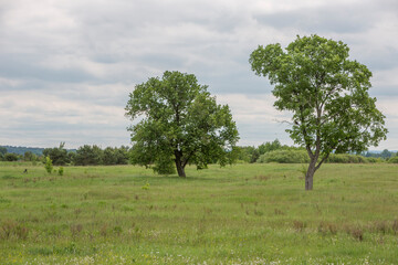 two lonely trees on a green meadow on a cloudy day