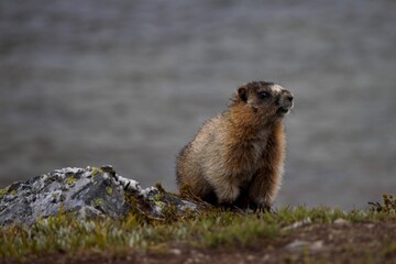 Marmot at Helen Lake at Banff National Park Canada