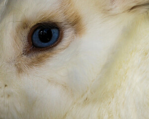 Blue eye of the white rabbit