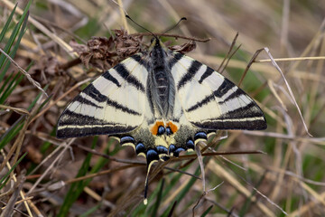 butterfly on grass