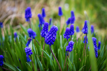 lots of little blue flowers close-up, summer sun