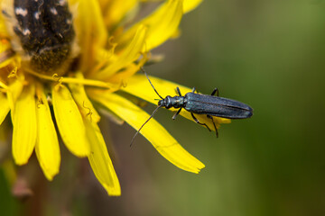 bug on yellow flower
