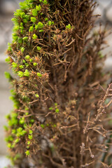 almost withered small evergreen tree
