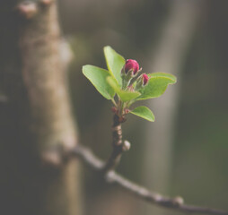 small buds on apple tree