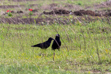 crow on the ground